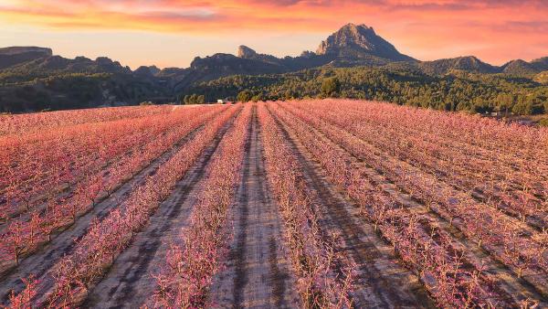 Peach trees in bloom, Cieza, Murcia, Spain (© Juan Maria Coy Vergara/Getty Images)
