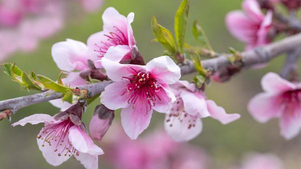 Pink apple blossoms, Avila Beach, California (© Mimi Ditchie Photography/Getty Images)