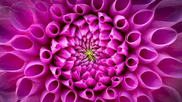 Pink dahlia flower (© Harald Biebel/Getty Images)
