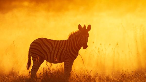 Plains zebra foal in Etosha National Park, Namibia (© Sharon Heald/Nature Picture Library)