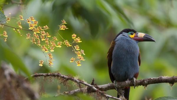 Plate-billed mountain toucan with orchids, Ecuador (© Murray Cooper/Minden Pictures)