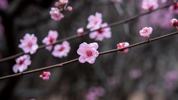 Plum blossoms in China (© zhikun sun/Getty Images)