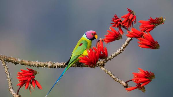 Plum-headed parakeet at Shimoga, Karnataka, India (© Hira Punjabi/Alamy)