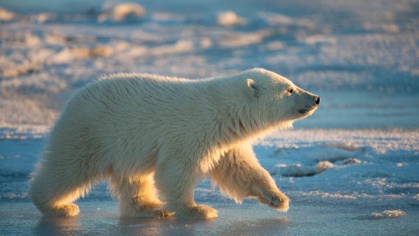 Polar bear cub walking across pack ice, Arctic National Wildlife Refuge, Alaska (© Steven Kazlowski/naturepl.com)