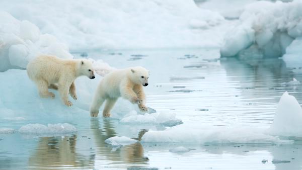 Polar bear cubs playing in Svalbard, Norway (© Danny Green/Nature Picture Library)