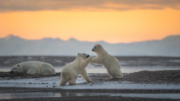 Polar bear cubs playing, Kaktovik, Alaska (© Piriya Photography/Getty Images)