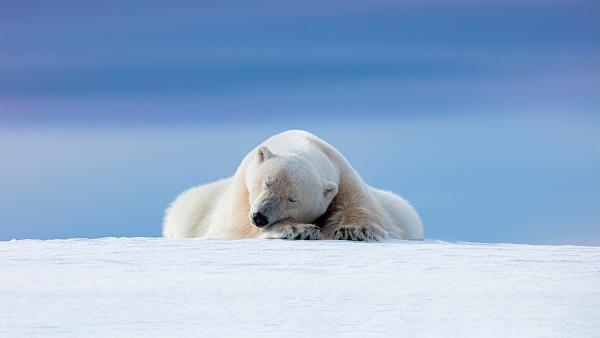 Polar bear in Svalbard, Norway (© Dennis Stogsdill/Getty Images)