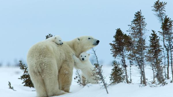 Polar bear mother and cubs, Churchill, Manitoba, Canada (© Thorsten Milse/Getty
