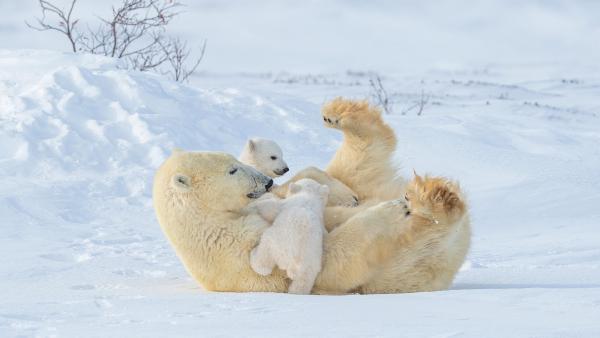 Polar bear mother and cubs playing in Wapusk National Park, Manitoba, Canada (© Hao Jiang/Getty Images)