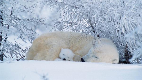 Polar bears asleep in Canada (© David Pike/Minden Pictures)