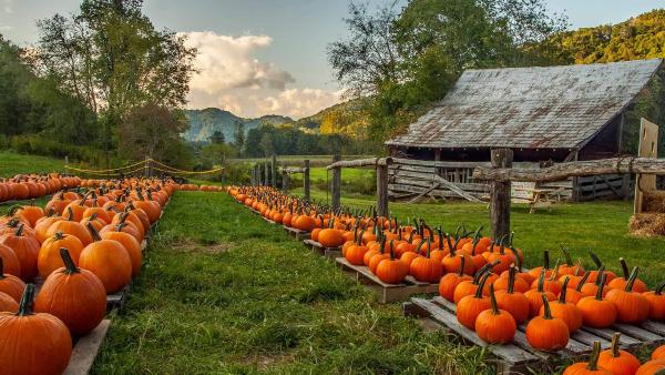 Pumpkin farm in North Carolina (© Matthew H Irvin/Getty Images) Pumpkin farm in North Carolina (© Matthew H Irvin/Getty Images)
