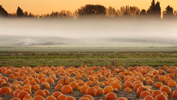 Pumpkin field, Victoria, British Columbia, Canada (© Shaun Cunningham/Alamy)