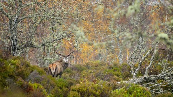 Red deer stag in the Caledonian Forest, Glen Affric, Scottish Highlands (© Terry