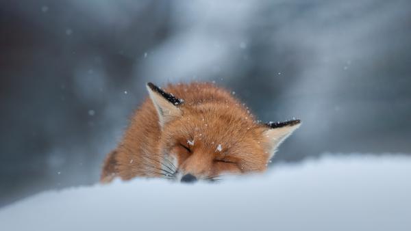 Red fox sleeping in the snow, Abruzzo, Italy (© marco vancini/500px/Getty