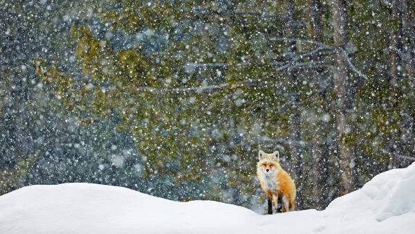 Red fox standing in snowfall, Grand Teton National Park, Wyoming (© Radomir Jakubowski/naturepl.com)