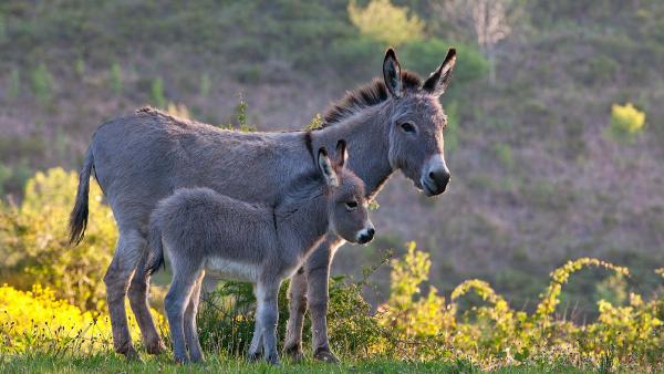 Sardinian donkey mare and foal, France (© Klein & Hubert/Nature Picture Library)