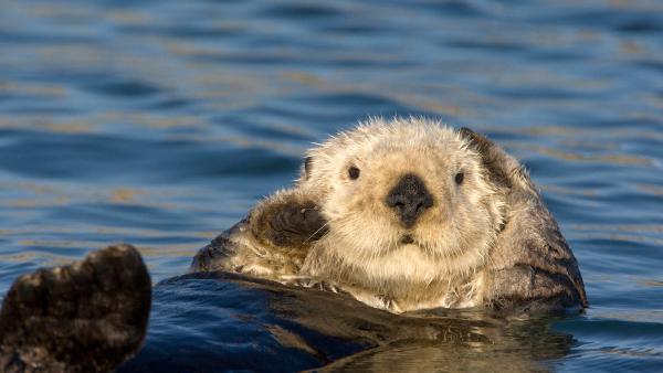 Sea otter grooming fur, Monterey Bay, California (© Suzi Eszterhas/Minden Pictures)