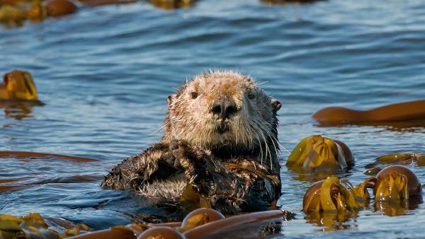 Sea otter, Kachemak Bay, Homer, Alaska (© roclwyr/Getty Images)