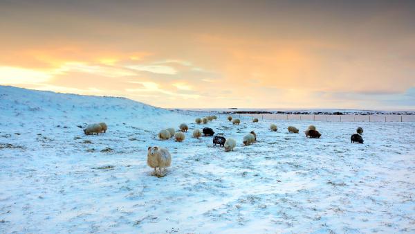 Sheep grazing in snow, Iceland (© Christophe Lehenaff/Getty Images)