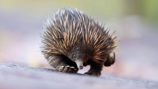 Short-beaked echidna, Adelaide Hills, Australia (© Etienne Littlefair/naturepl.com)