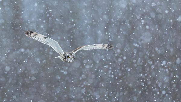 Short-eared owl hunting in heavy snow (© Dilshan Muthalib/Getty Images)