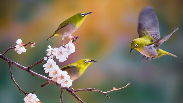 Silvereyes with cherry blossoms, South Korea (© TigerSeo/Getty Images)