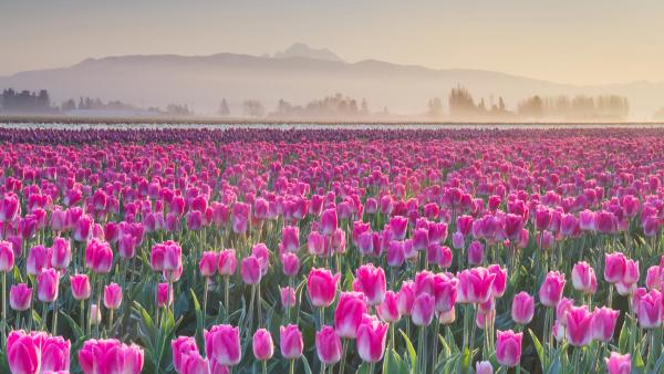 Skagit Valley Tulip Fields, Washington (© Alan Majchrowicz/Getty Images)