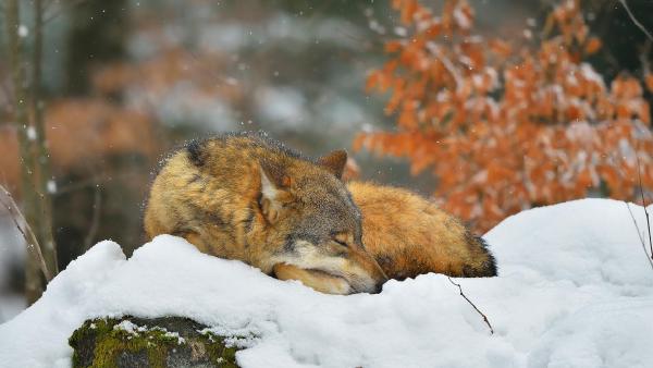 Sleeping wolf in Bavarian Forest National Park, Germany (© Raimund Linke/Getty