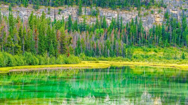 Small lake and marsh in Jasper National Park in Alberta, Canada (© Don White/Getty Images)