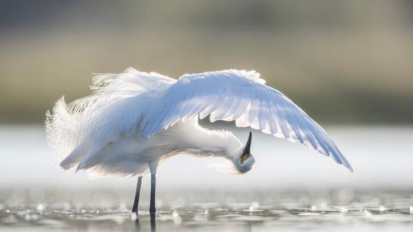Snowy egret preening, central Florida, USA (© Donald M. Jones/Minden Pictures)