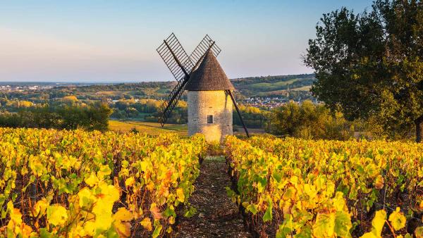 Sorine windmill and vineyards, Santenay wine region, Côte de Beaune, Burgundy, France (© Marco Bottigelli/Getty Images)