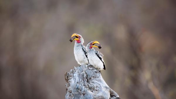 Southern yellow-billed hornbills in Kruger National Park, South Africa (© Richard Du Toit/Minden Pictures)