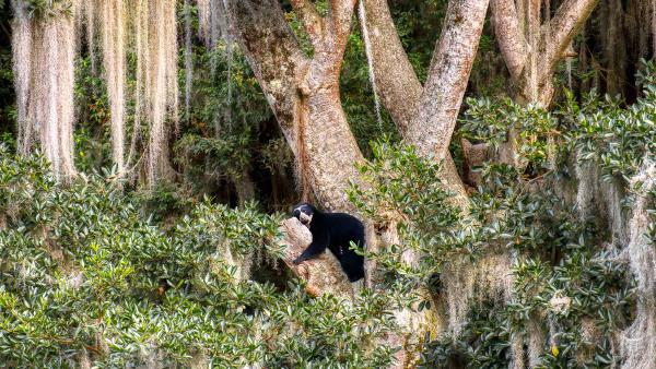 Spectacled bear resting in tree, Ecuador (© Andy Rouse/Nature Picture Library)