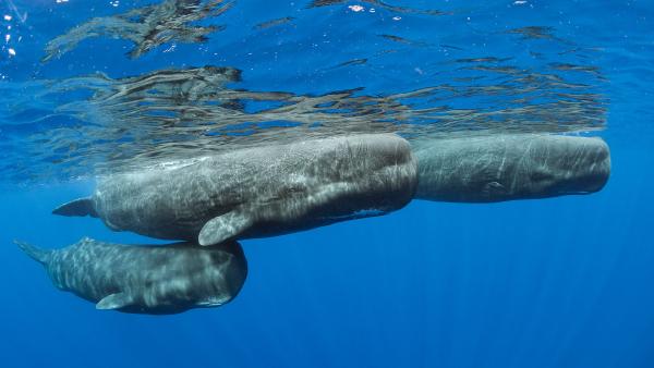 Sperm whale pod surfacing, Dominica (© Franco Banfi/Minden Pictures)