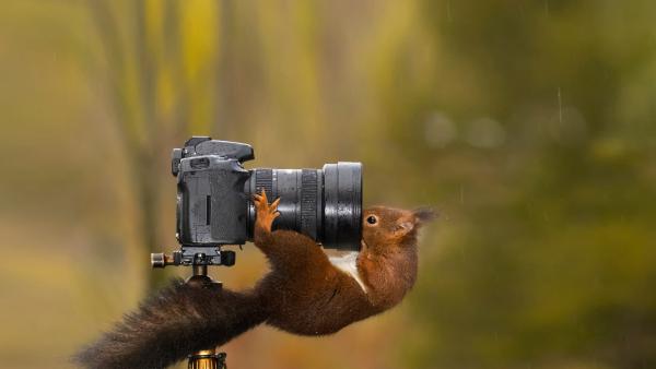 Squirrel looking into the lens of a camera (© Alfredo Piedrafita/Getty Images)