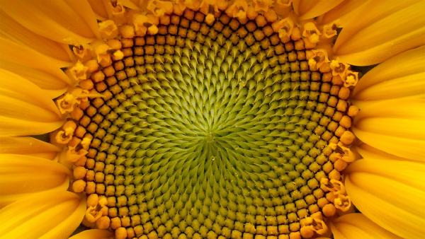 Sunflower (© Dileep Chandran/Alamy)