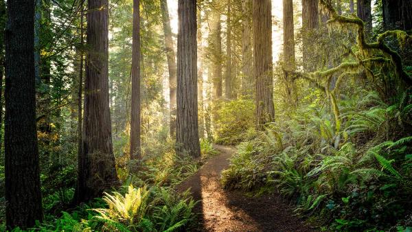 Sunrise in Redwood National and State Parks, California (© HadelProductions/Getty Images)