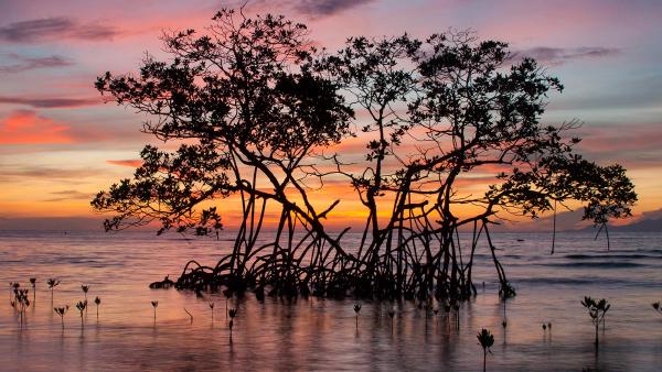 Sunrise on a red mangrove in the Pig Keys, Honduras (© Mac Stone/Tandem Stills + Motion)