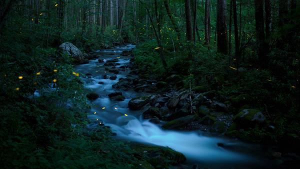 Synchronous fireflies, Great Smoky Mountains National Park, Tennessee (© Floris