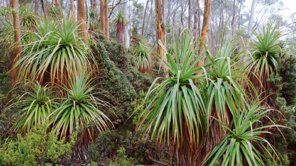 Tasmanian snow gum and pandani plants near Lake Dobson, Mount Field National