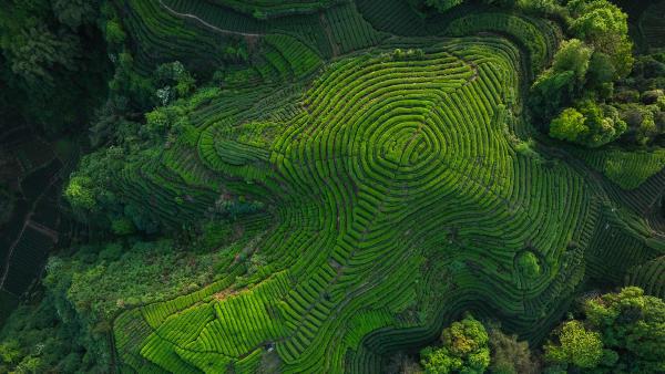Tea terraces in Sichuan Province, China (© lzf/Shutterstock)