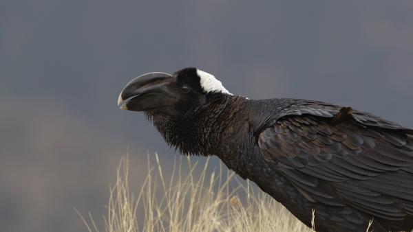 Thick-billed raven, Simien Mountains, Ethiopia (© Ignacio Yufera/FLPA/Minden Pictures) Thick-billed raven, Simien Mountains, Ethiopia (© Ignacio Yufera/FLPA/Minden Pictures)
