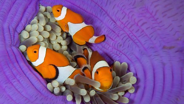 Three false clownfish in a sea anemone, Cabilao Island, Bohol, Philippines (© Franco Banfi/Nature Picture Library)