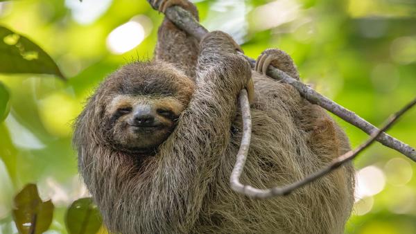 Three-toed sloth in Costa Rica (© Harry Collins/Getty Images)