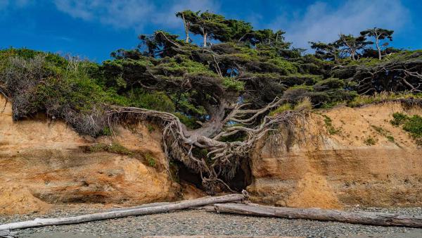 Tree of Life, Kalaloch Beach, Olympic National Park, Washington (© Abbie
