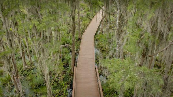 Trees with Spanish moss over a boardwalk in the Okefenokee Swamp, Folkston,