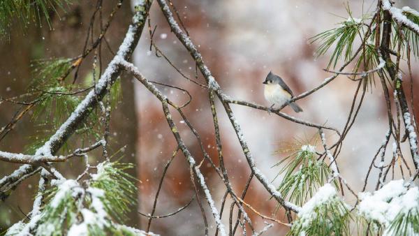 Tufted titmouse perched on pine boughs, Massachusetts (© Tim Laman/NPL/Minden Pictures)