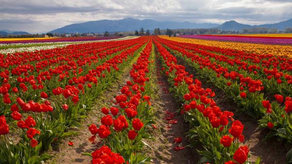 Tulip fields in spring, Skagit Valley, Washington (© Claudia Cooper/Getty