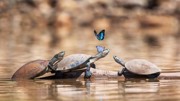 Turtles with butterflies (© Patrick Gallet/Getty Images)