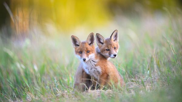 Two young red foxes at Karula National Park, Estonia (© Sven Zacek/Nature Picture Library)